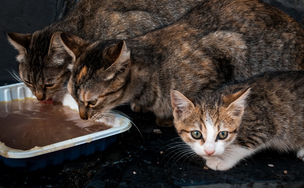 Victoria Council Considers Ordinance Prohibiting Public Feeding of Animals