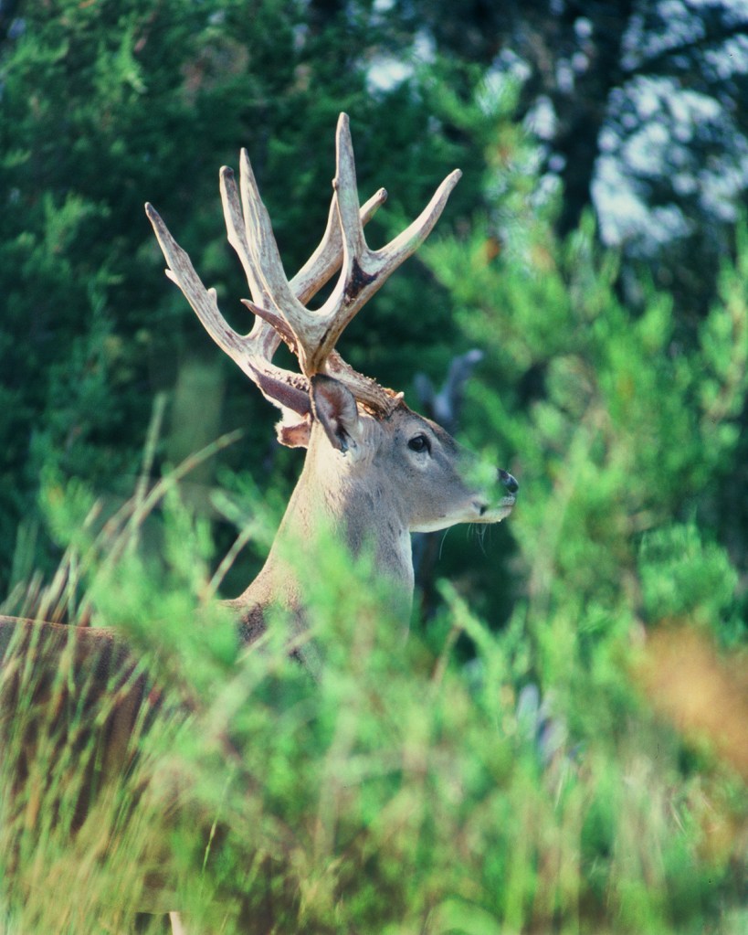 Dates for deer breeding vary across Texas