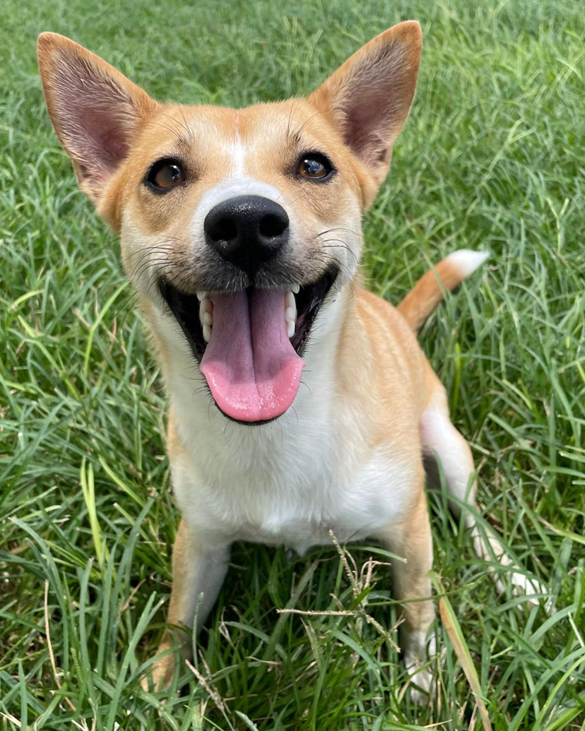 news-the-victoria-advocate