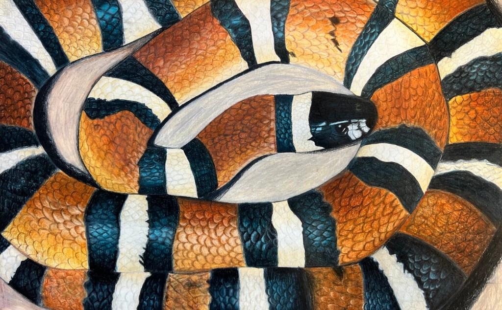 Victoria ISD Students Win Top Honors at Houston Livestock Show