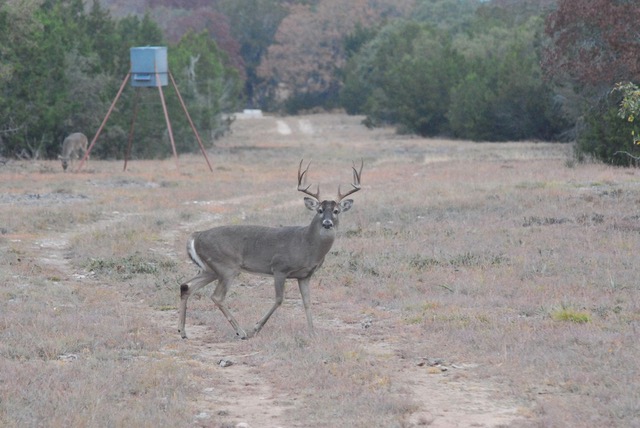 Ranchers, wildlife managers monitor for screwworm