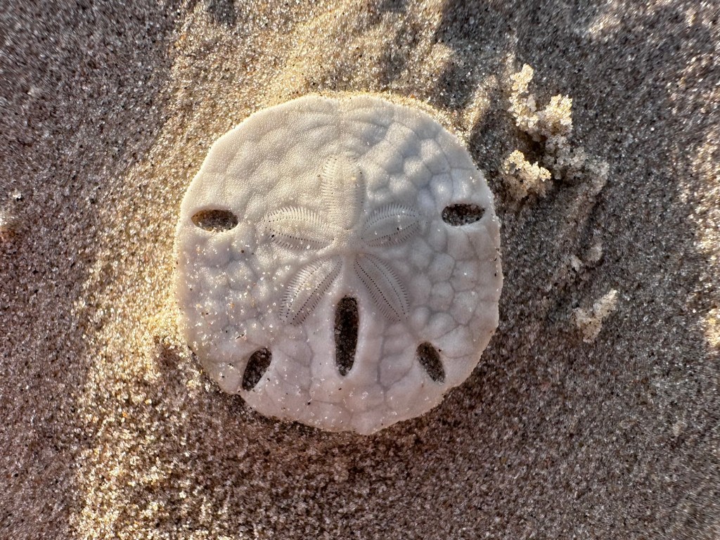 Beachcombing Report: Five Keyhole Sand Dollars