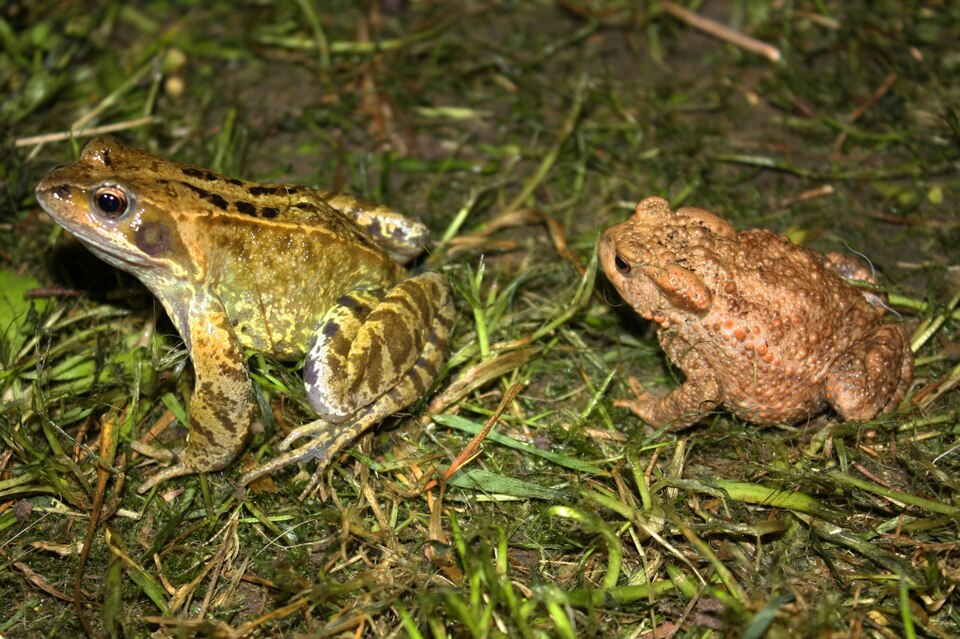 Nature Notes:  Frog vs. Toad