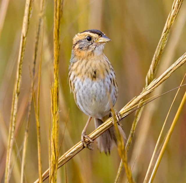 Nature Notes: Hidden Bird Life in the Coastal Marshes