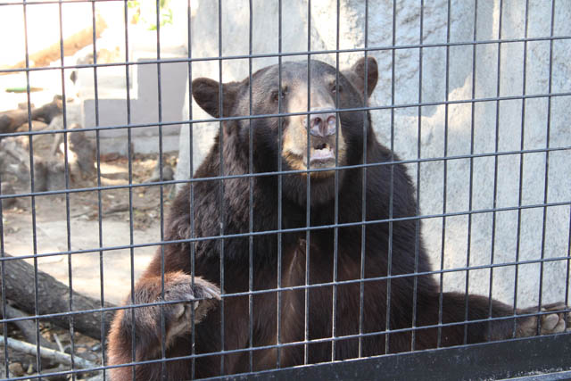 Texas Zoo to host annual “Eat the Ex” event for Valentine’s Day