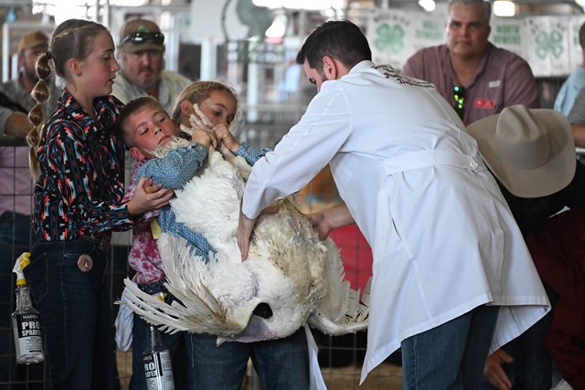 Victoria Livestock Show celebrates 80 years, enters second weekend