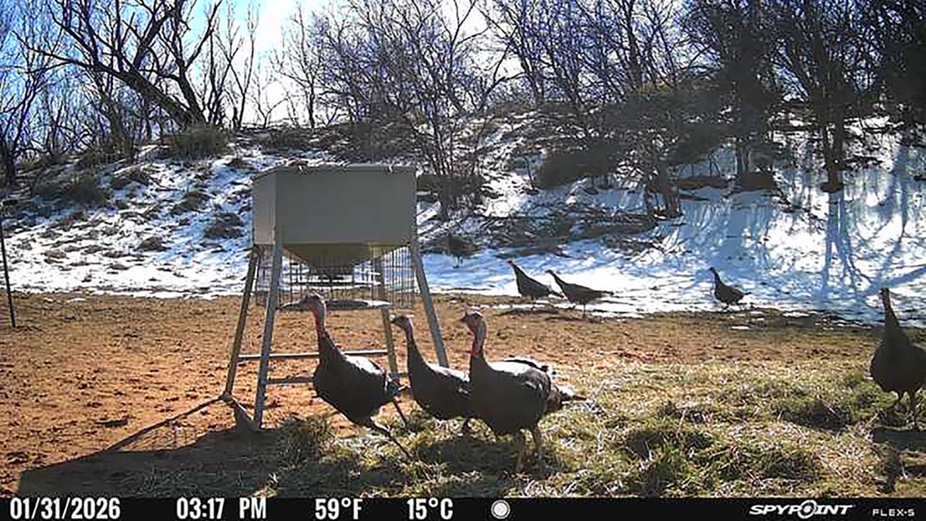 Wild turkey time in Texas