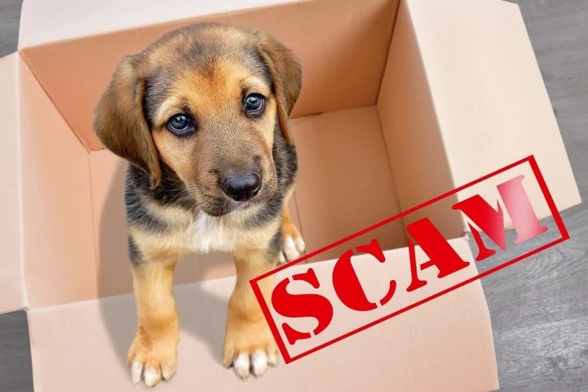 BBB:  Puppy scams cost families thousands across Texas