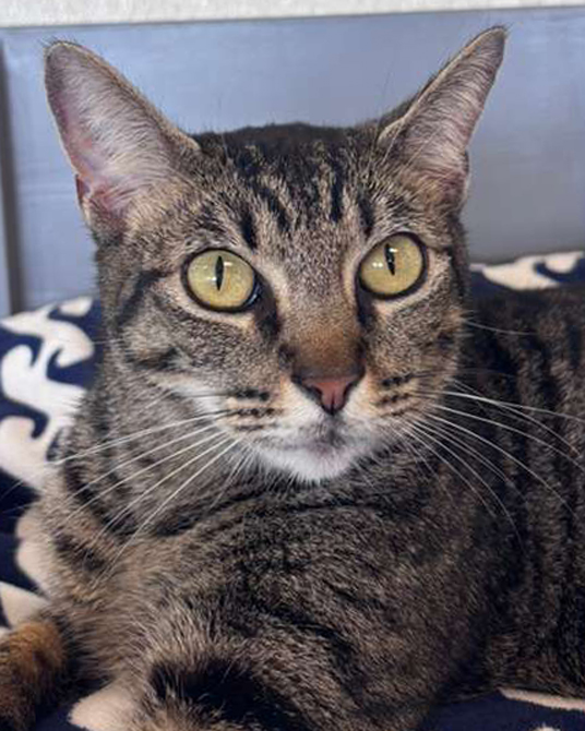 Pets of the week:  VCAS and Dorothy O’Connor featured pets